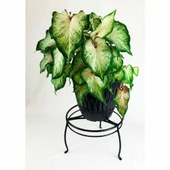 Vigoro 8 in. Black Metal Indoor Plant Stand 10 Vigoro 8 in. Black Metal Indoor Plant Stand -VIGORO Store black vigoro plant stands 51470 4f 1000