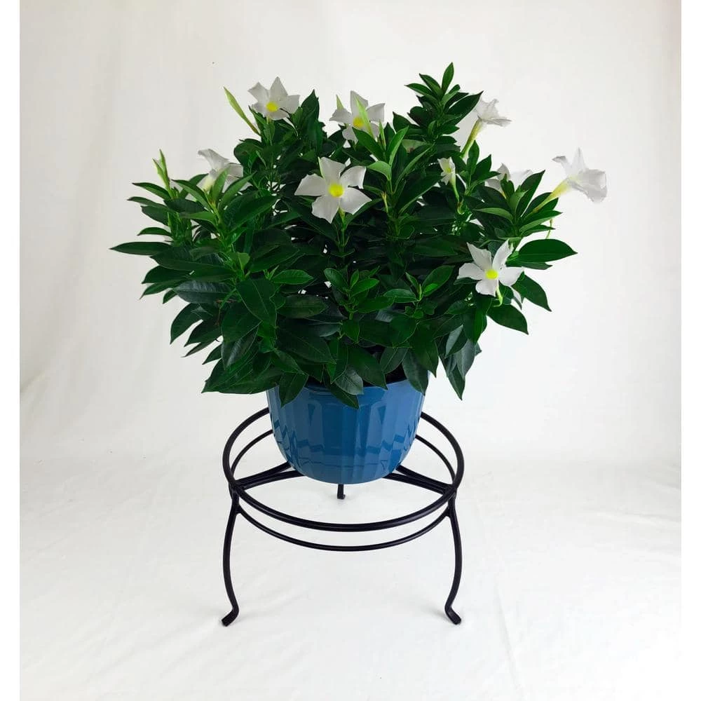 Vigoro 8 in. Black Metal Indoor Plant Stand 5 Vigoro 8 in. Black Metal Indoor Plant Stand - Image 3