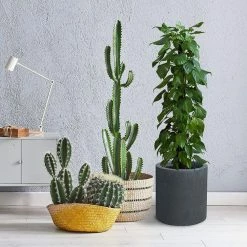 KANTE 15.8 in. x 12.9 in. and 9.8 in. W Round Charcoal Concrete/Fiberglass Indoor Outdoor Elegant Planters 10 KANTE 15.8 in. x 12.9 in. and 9.8 in. W Round Charcoal Concrete/Fiberglass Indoor Outdoor Elegant Planters -VIGORO Store charcoal kante plant pots osc0119abc c60121 1f 1000