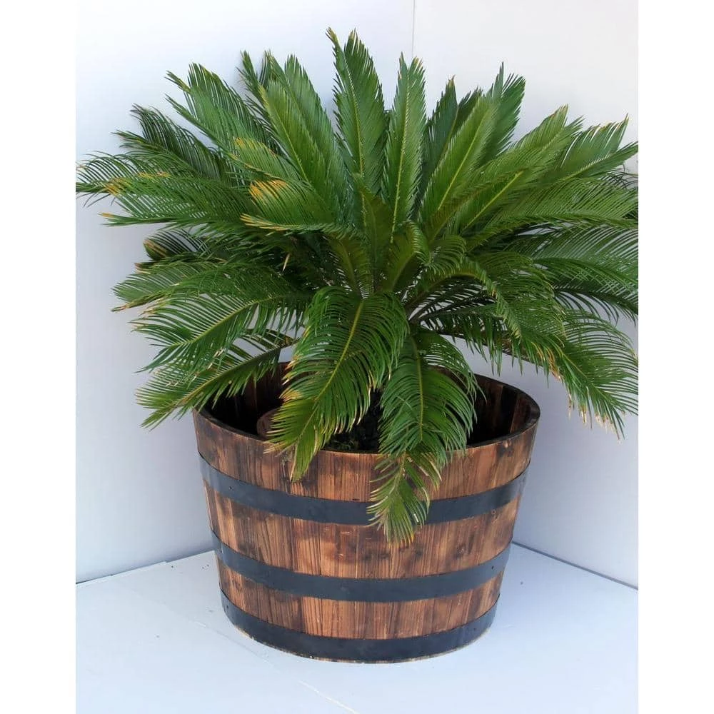 Vigoro 25.98 in. Dia x 16.54 in. H Round Wooden Barrel Planter 4 Vigoro 25.98 in. Dia x 16.54 in. H Round Wooden Barrel Planter - Image 2