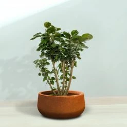KANTE 16 in. Dia. Round Iron Oxide Concrete Bowl Planter, Outdoor Indoor Large Planter Pot with Drainage Hole 18 KANTE 16 in. Dia. Round Iron Oxide Concrete Bowl Planter, Outdoor Indoor Large Planter Pot with Drainage Hole -VIGORO Store iron oxide kante plant pots rc0051b c80621 76 1000