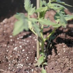 Vigoro 5 ft. Natural Bamboo Stake 15 Vigoro 5 ft. Natural Bamboo Stake -VIGORO Store natural bamboo beige vigoro tomato cages bb5vg 44 1000