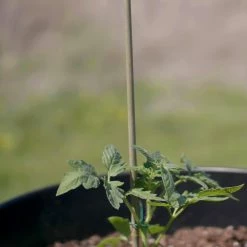 Vigoro 5 ft. Natural Bamboo Stake 17 Vigoro 5 ft. Natural Bamboo Stake -VIGORO Store natural bamboo beige vigoro tomato cages bb5vg 76 1000