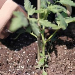 Vigoro 5 ft. Natural Bamboo Stake 16 Vigoro 5 ft. Natural Bamboo Stake -VIGORO Store natural bamboo beige vigoro tomato cages bb5vg fa 1000