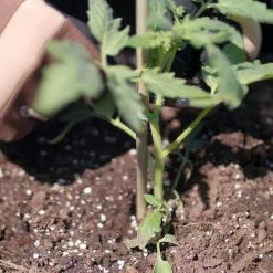 Vigoro Bamboo 6 ft. Natural Stake 14 Vigoro Bamboo 6 ft. Natural Stake -VIGORO Store natural bamboo beige vigoro tomato cages bb6vg 44 1000