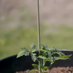 Vigoro Bamboo 6 ft. Natural Stake 15 Vigoro Bamboo 6 ft. Natural Stake -VIGORO Store natural bamboo beige vigoro tomato cages bb6vg fa 1000