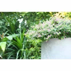 KANTE 17.3 in. Tall Natural Lightweight Concrete Footed Tulip Outdoor Round Planter (Set of 3) 11 KANTE 17.3 in. Tall Natural Lightweight Concrete Footed Tulip Outdoor Round Planter (Set of 3) -VIGORO Store natural kante plant pots rf2015022bcd c80021 4f 1000