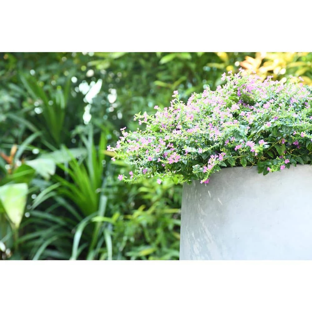 KANTE 17.3 in. Tall Natural Lightweight Concrete Footed Tulip Outdoor Round Planter (Set of 3) 5 KANTE 17.3 in. Tall Natural Lightweight Concrete Footed Tulip Outdoor Round Planter (Set of 3) - Image 3