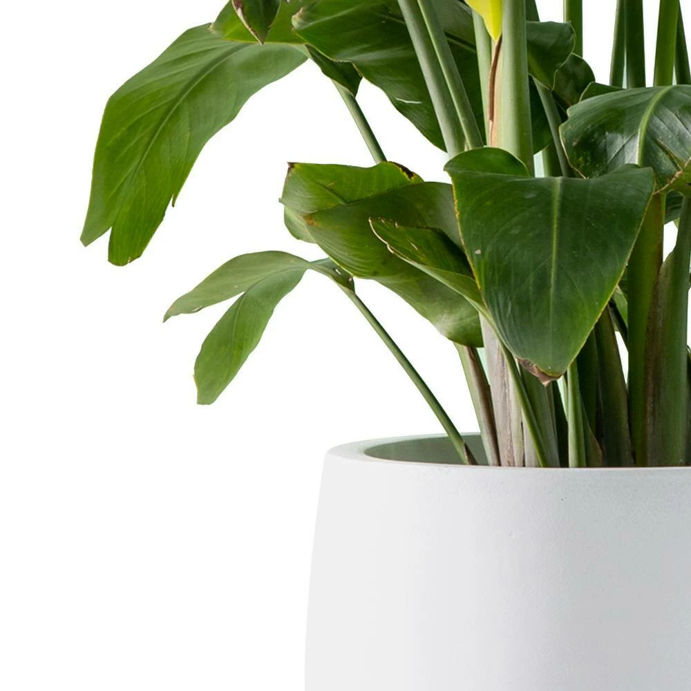 KANTE 19.6 in., 15.7 in. & 11.8 in. W Round Pure White Concrete Elegant Planters Set of 3, Outdoor Indoor w/Drainage Holes 7 KANTE 19.6 in., 15.7 in. & 11.8 in. W Round Pure White Concrete Elegant Planters Set of 3, Outdoor Indoor w/Drainage Holes - Image 5