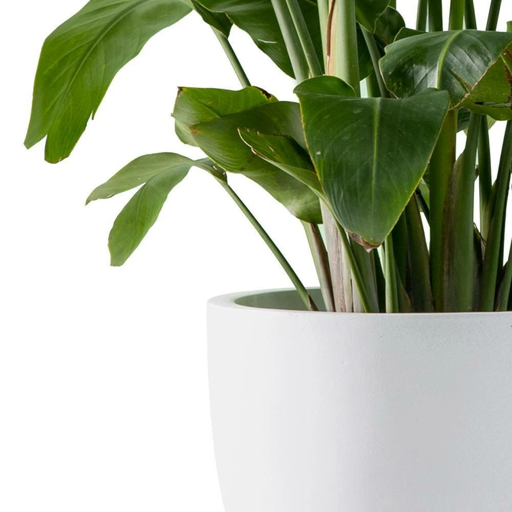 KANTE 13.39 in. x 12.6 in. Round Pure White Lightweight Concrete and Fiberglass Indoor Outdoor Planter with Drainage Hole 6 KANTE 13.39 in. x 12.6 in. Round Pure White Lightweight Concrete and Fiberglass Indoor Outdoor Planter with Drainage Hole - Image 4