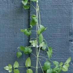 Vigoro 8 ft. Stainless Steel Wire Rope Plant Trellis 8 Vigoro 8 ft. Stainless Steel Wire Rope Plant Trellis -VIGORO Store stainless steel vigoro tomato cages 822222 4f 1000