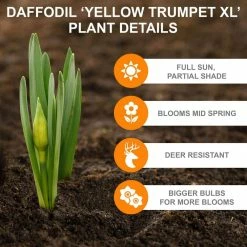 Vigoro 15/17 cm Premium XL Yellow Trumpet Daffodil Bulbs (Bag of 100) 13 Vigoro 15/17 cm Premium XL Yellow Trumpet Daffodil Bulbs (Bag of 100) -VIGORO Store vigoro flower bulbs ecf 28 100 1f 1000