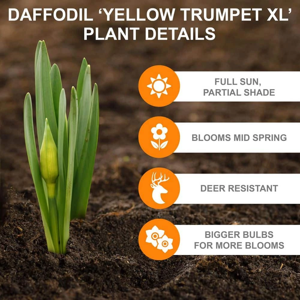 Vigoro 15/17 cm Premium XL Yellow Trumpet Daffodil Bulbs (Bag of 100) 6 Vigoro 15/17 cm Premium XL Yellow Trumpet Daffodil Bulbs (Bag of 100) - Image 4