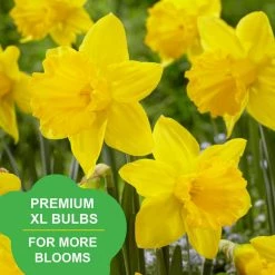 Vigoro 15/17 cm Premium XL Yellow Trumpet Daffodil Bulbs (Bag of 100) 17 Vigoro 15/17 cm Premium XL Yellow Trumpet Daffodil Bulbs (Bag of 100) -VIGORO Store vigoro flower bulbs ecf 28 100 31 1000
