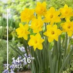 Vigoro 15/17 cm Premium XL Yellow Trumpet Daffodil Bulbs (Bag of 100) 14 Vigoro 15/17 cm Premium XL Yellow Trumpet Daffodil Bulbs (Bag of 100) -VIGORO Store vigoro flower bulbs ecf 28 100 44 1000