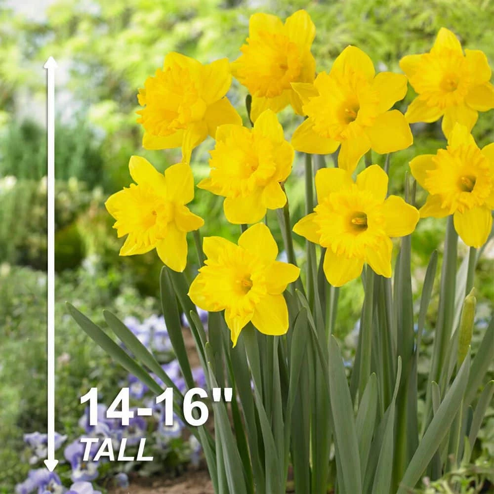 Vigoro 15/17 cm Premium XL Yellow Trumpet Daffodil Bulbs (Bag of 100) 7 Vigoro 15/17 cm Premium XL Yellow Trumpet Daffodil Bulbs (Bag of 100) - Image 5