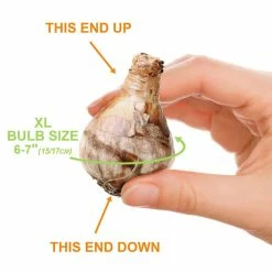 Vigoro 15/17 cm Premium XL Yellow Trumpet Daffodil Bulbs (Bag of 100) 12 Vigoro 15/17 cm Premium XL Yellow Trumpet Daffodil Bulbs (Bag of 100) -VIGORO Store vigoro flower bulbs ecf 28 100 4f 1000