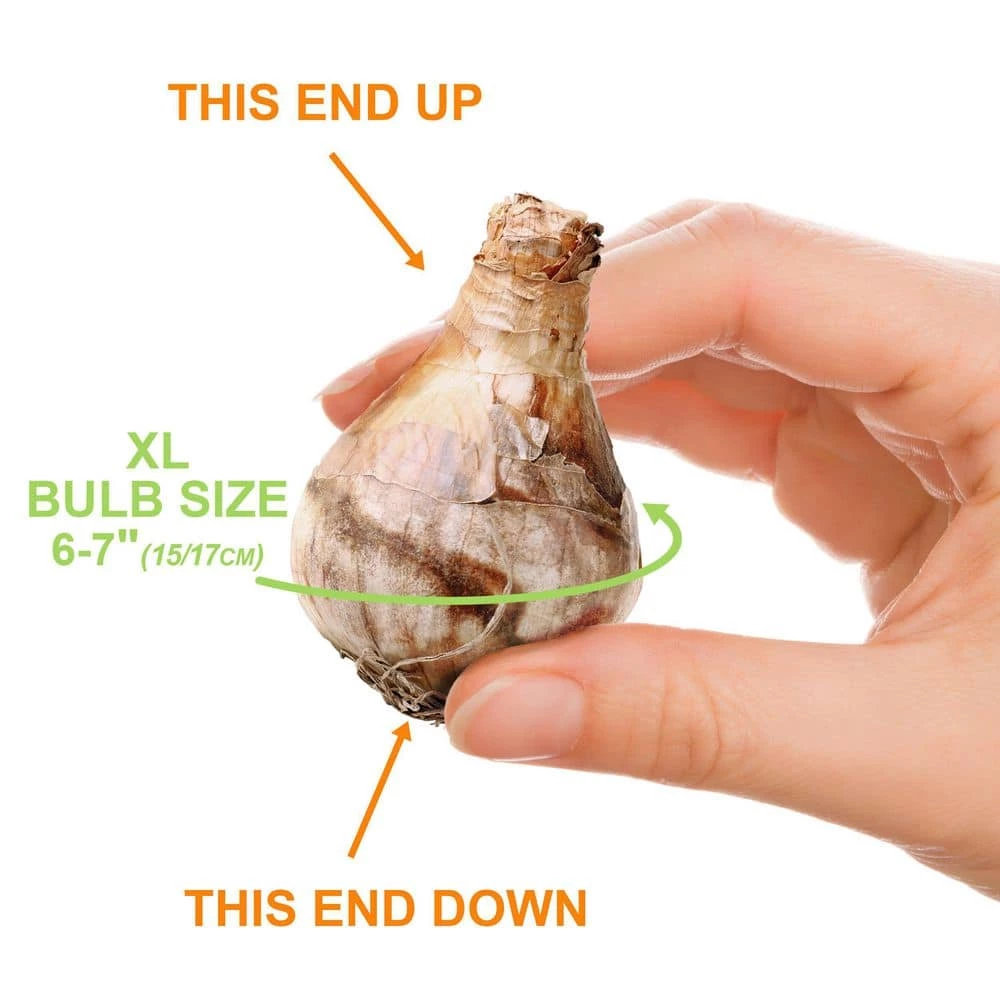 Vigoro 15/17 cm Premium XL Yellow Trumpet Daffodil Bulbs (Bag of 100) 5 Vigoro 15/17 cm Premium XL Yellow Trumpet Daffodil Bulbs (Bag of 100) - Image 3