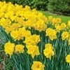 Vigoro 15/17 cm Premium XL Yellow Trumpet Daffodil Bulbs (Bag of 100) 2 Vigoro 15/17 cm Premium XL Yellow Trumpet Daffodil Bulbs (Bag of 100) -VIGORO Store vigoro flower bulbs ecf 28 100 64 1000