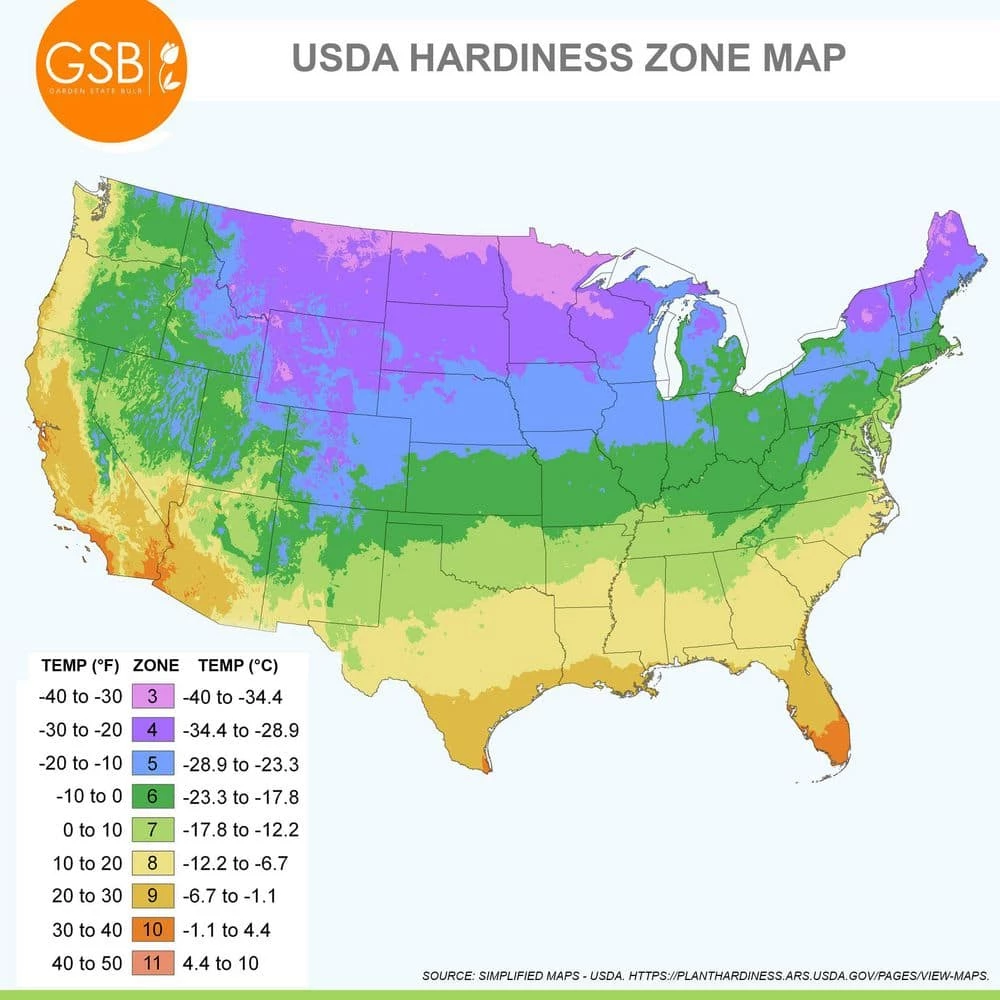 Vigoro 15/17 cm Premium XL Yellow Trumpet Daffodil Bulbs (Bag of 100) 9 Vigoro 15/17 cm Premium XL Yellow Trumpet Daffodil Bulbs (Bag of 100) - Image 7