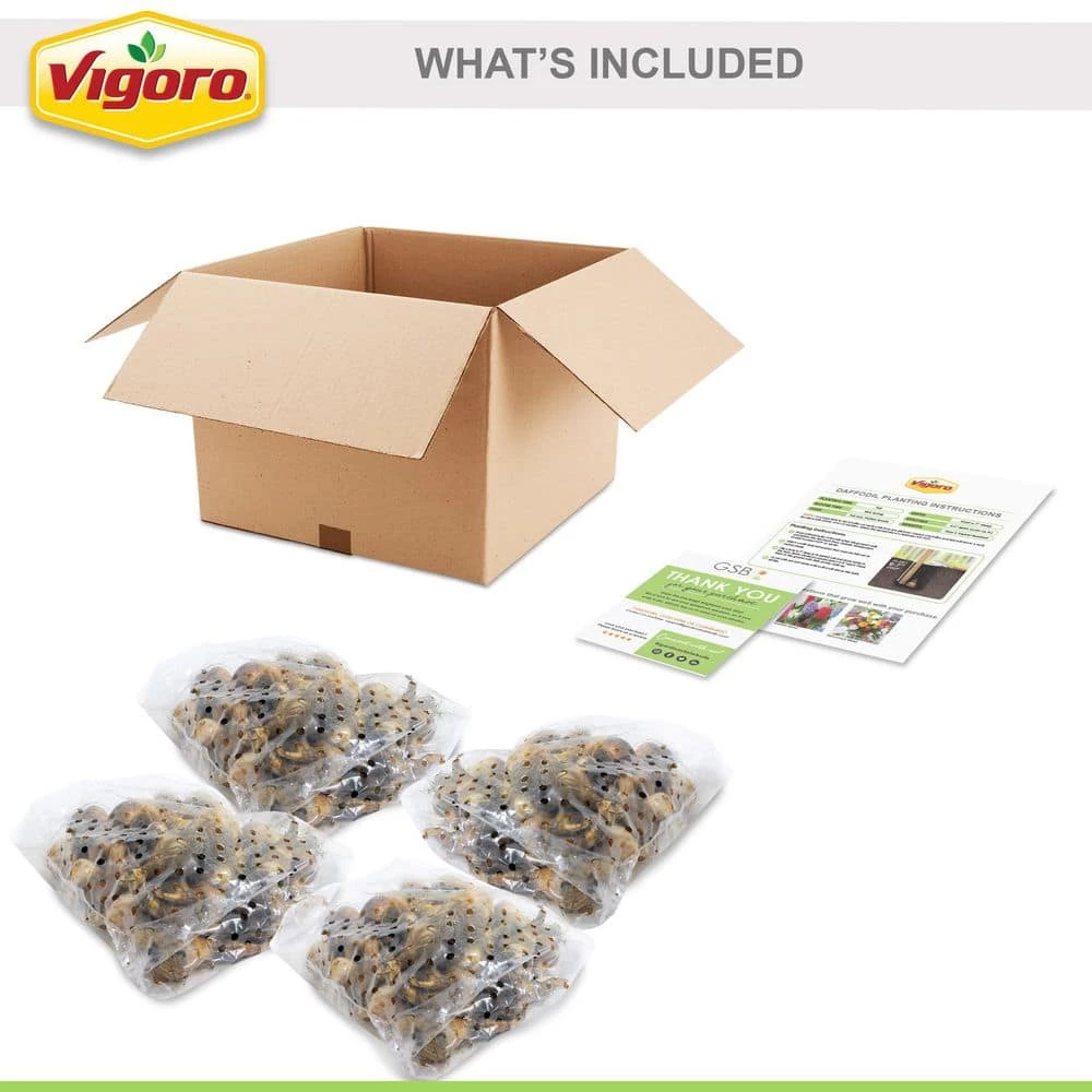 Vigoro 15/17 cm Premium XL Yellow Trumpet Daffodil Bulbs (Bag of 100) 4 Vigoro 15/17 cm Premium XL Yellow Trumpet Daffodil Bulbs (Bag of 100) - Image 2