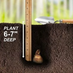 Vigoro 15/17 cm Premium XL Yellow Trumpet Daffodil Bulbs (Bag of 100) 15 Vigoro 15/17 cm Premium XL Yellow Trumpet Daffodil Bulbs (Bag of 100) -VIGORO Store vigoro flower bulbs ecf 28 100 fa 1000