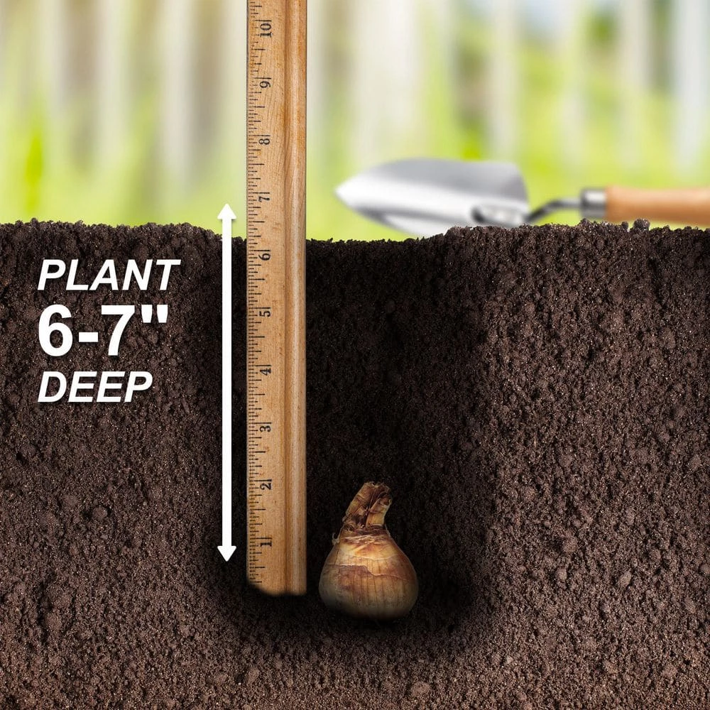 Vigoro 15/17 cm Premium XL Yellow Trumpet Daffodil Bulbs (Bag of 100) 8 Vigoro 15/17 cm Premium XL Yellow Trumpet Daffodil Bulbs (Bag of 100) - Image 6