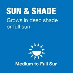 Vigoro 20 lbs. Sun and Shade Grass Seed Mix with Water Saver Seed Coating 18 Vigoro 20 lbs. Sun and Shade Grass Seed Mix with Water Saver Seed Coating -VIGORO Store vigoro grass seed 25687 a0 1000