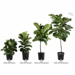 Vigoro 6 in. Little Fiddle Leaf Fig Indoor Plant in Small White Ribbed Plastic Decor Planter (2-Pack) -VIGORO Store vigoro indoor plants co 6fig 3 vi wh 1f 1000