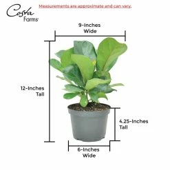 Vigoro 6 in. Little Fiddle Leaf Fig Indoor Plant in Small White Ribbed Plastic Decor Planter (2-Pack) -VIGORO Store vigoro indoor plants co 6fig 3 vi wh 44 1000
