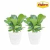 Vigoro 6 in. Little Fiddle Leaf Fig Indoor Plant in Small White Ribbed Plastic Decor Planter (2-Pack) 2 Vigoro 6 in. Little Fiddle Leaf Fig Indoor Plant in Small White Ribbed Plastic Decor Planter (2-Pack) -VIGORO Store vigoro indoor plants co 6fig 3 vi wh 64 1000