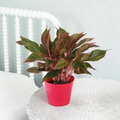 Vigoro 6 in. Grower's Choice Aglaonema Chinese Evergreen Indoor Plant in Small White Ribbed Plastic Decor Planter (2-Pack) -VIGORO Store vigoro indoor plants co ags6 3 vi wh 4f 1000