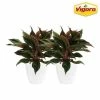 Vigoro 6 in. Grower's Choice Aglaonema Chinese Evergreen Indoor Plant in Small White Ribbed Plastic Decor Planter (2-Pack) 2 Vigoro 6 in. Grower's Choice Aglaonema Chinese Evergreen Indoor Plant in Small White Ribbed Plastic Decor Planter (2-Pack) -VIGORO Store vigoro indoor plants co ags6 3 vi wh 64 1000