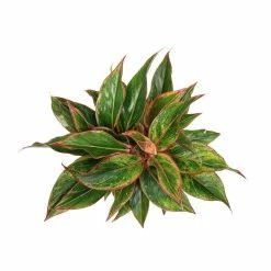 Vigoro 6 in. Grower's Choice Aglaonema Chinese Evergreen Indoor Plant in Small White Ribbed Plastic Decor Planter (2-Pack) -VIGORO Store vigoro indoor plants co ags6 3 vi wh a0 1000