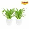 Vigoro 6 in. Bird's Nest Fern Indoor Plant in Small White Ribbed Plastic Decor Planter (2-Pack) 1 Vigoro 6 in. Bird's Nest Fern Indoor Plant in Small White Ribbed Plastic Decor Planter (2-Pack) -VIGORO Store vigoro indoor plants co brdf 3 vi wh 64 1000