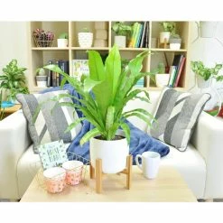 Vigoro 6 in. Bird's Nest Fern Indoor Plant in Small White Ribbed Plastic Decor Planter (2-Pack) 9 Vigoro 6 in. Bird's Nest Fern Indoor Plant in Small White Ribbed Plastic Decor Planter (2-Pack) -VIGORO Store vigoro indoor plants co brdf 3 vi wh c3 1000
