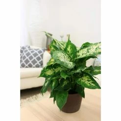 Vigoro 6 in. Dieffenbachia Indoor Plant in Small White Ribbed Plastic Decor Planter (2-Pack) 17 Vigoro 6 in. Dieffenbachia Indoor Plant in Small White Ribbed Plastic Decor Planter (2-Pack) -VIGORO Store vigoro indoor plants co dief 3 vi wh 1f 1000