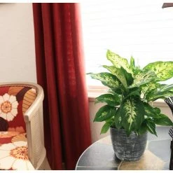 Vigoro 6 in. Dieffenbachia Indoor Plant in Small White Ribbed Plastic Decor Planter (2-Pack) 16 Vigoro 6 in. Dieffenbachia Indoor Plant in Small White Ribbed Plastic Decor Planter (2-Pack) -VIGORO Store vigoro indoor plants co dief 3 vi wh 4f 1000