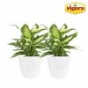 Vigoro 6 in. Dieffenbachia Indoor Plant in Small White Ribbed Plastic Decor Planter (2-Pack) 2 Vigoro 6 in. Dieffenbachia Indoor Plant in Small White Ribbed Plastic Decor Planter (2-Pack) -VIGORO Store vigoro indoor plants co dief 3 vi wh 64 1000