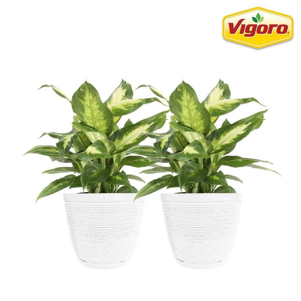 Vigoro 6 in. Dieffenbachia Indoor Plant in Small White Ribbed Plastic Decor Planter (2-Pack) 3 Vigoro 6 in. Dieffenbachia Indoor Plant in Small White Ribbed Plastic Decor Planter (2-Pack)