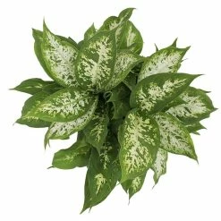 Vigoro 6 in. Dieffenbachia Indoor Plant in Small White Ribbed Plastic Decor Planter (2-Pack) 14 Vigoro 6 in. Dieffenbachia Indoor Plant in Small White Ribbed Plastic Decor Planter (2-Pack) -VIGORO Store vigoro indoor plants co dief 3 vi wh a0 1000