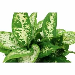 Vigoro 6 in. Dieffenbachia Indoor Plant in Small White Ribbed Plastic Decor Planter (2-Pack) 15 Vigoro 6 in. Dieffenbachia Indoor Plant in Small White Ribbed Plastic Decor Planter (2-Pack) -VIGORO Store vigoro indoor plants co dief 3 vi wh c3 1000