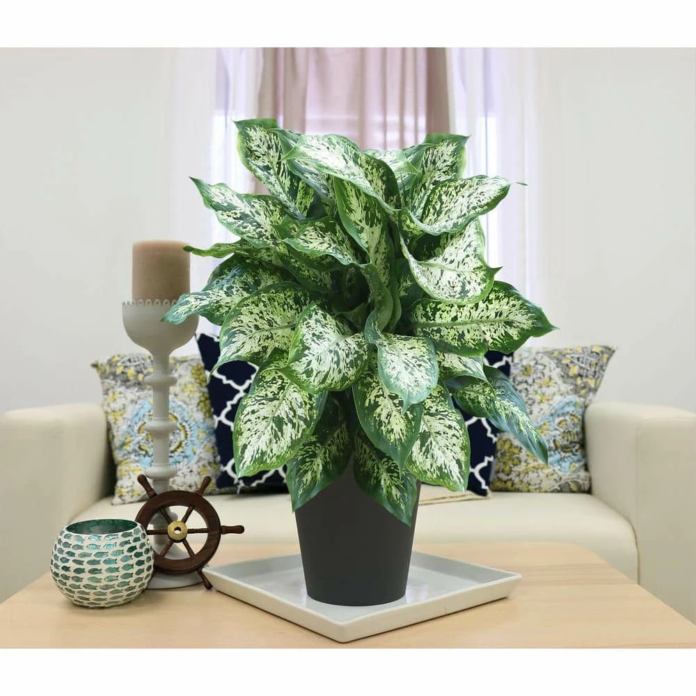 Vigoro 6 in. Dieffenbachia Indoor Plant in Small White Ribbed Plastic Decor Planter (2-Pack) 4 Vigoro 6 in. Dieffenbachia Indoor Plant in Small White Ribbed Plastic Decor Planter (2-Pack) - Image 2