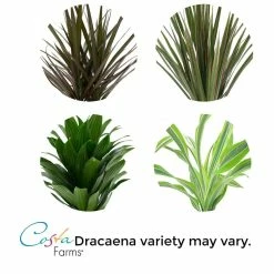Vigoro 6 in. Grower's Choice Dracaena Indoor Plant in Small White Ribbed Plastic Decor Planter (2-Pack) 11 Vigoro 6 in. Grower's Choice Dracaena Indoor Plant in Small White Ribbed Plastic Decor Planter (2-Pack) -VIGORO Store vigoro indoor plants co jc06 3 vi wh 1f 1000