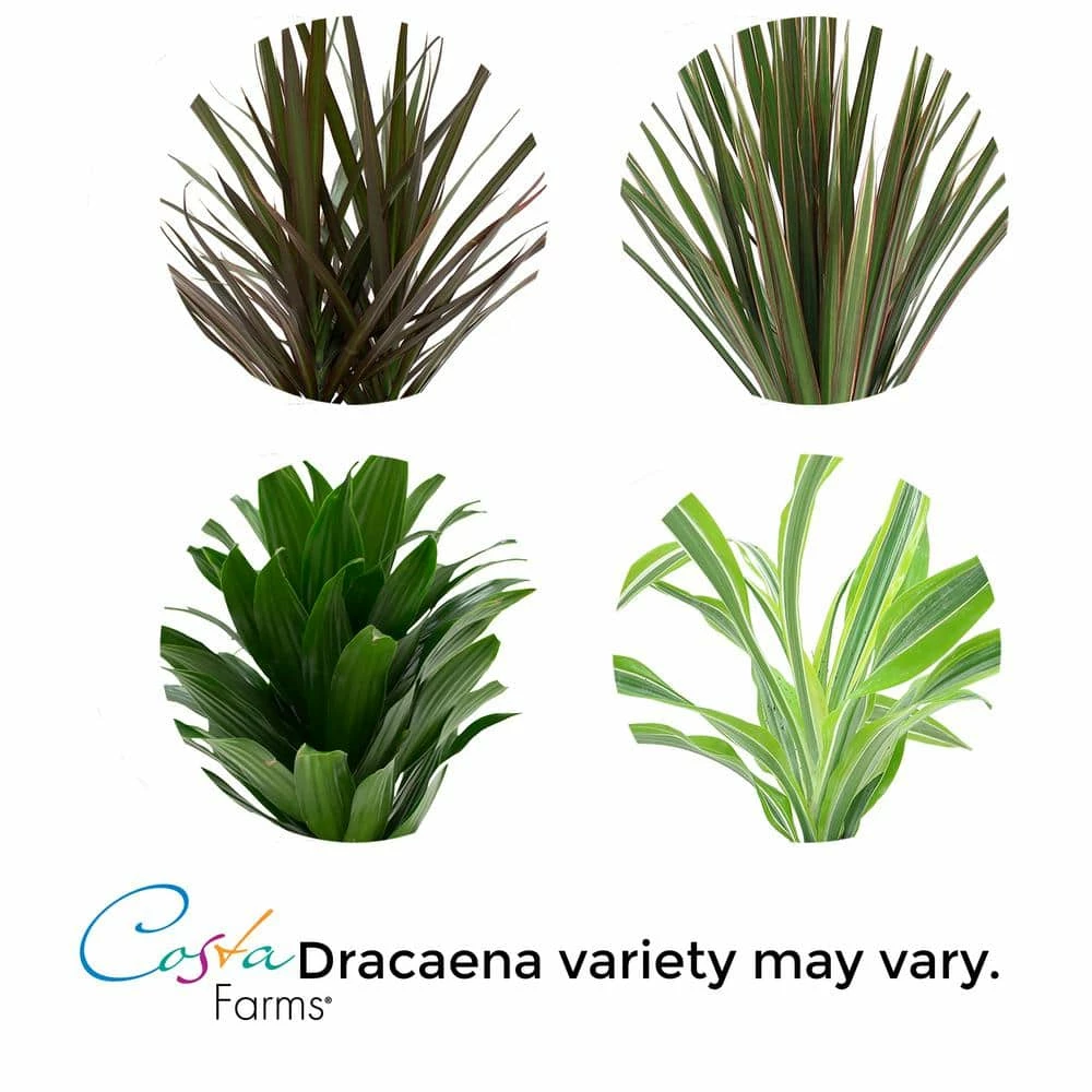Vigoro 6 in. Grower's Choice Dracaena Indoor Plant in Small White Ribbed Plastic Decor Planter (2-Pack) 7 Vigoro 6 in. Grower's Choice Dracaena Indoor Plant in Small White Ribbed Plastic Decor Planter (2-Pack) - Image 5