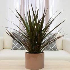 Vigoro 6 in. Grower's Choice Dracaena Indoor Plant in Small White Ribbed Plastic Decor Planter (2-Pack) 10 Vigoro 6 in. Grower's Choice Dracaena Indoor Plant in Small White Ribbed Plastic Decor Planter (2-Pack) -VIGORO Store vigoro indoor plants co jc06 3 vi wh 4f 1000