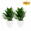Vigoro 6 in. Grower's Choice Dracaena Indoor Plant in Small White Ribbed Plastic Decor Planter (2-Pack) 1 Vigoro 6 in. Grower's Choice Dracaena Indoor Plant in Small White Ribbed Plastic Decor Planter (2-Pack) -VIGORO Store vigoro indoor plants co jc06 3 vi wh 64 1000