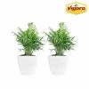 Vigoro 6 in. Neanthebella Palm Indoor Plant in Small White Ribbed Plastic Decor Planter (2-Pack) 1 Vigoro 6 in. Neanthebella Palm Indoor Plant in Small White Ribbed Plastic Decor Planter (2-Pack) -VIGORO Store vigoro indoor plants co np07 3 vi wh 64 1000