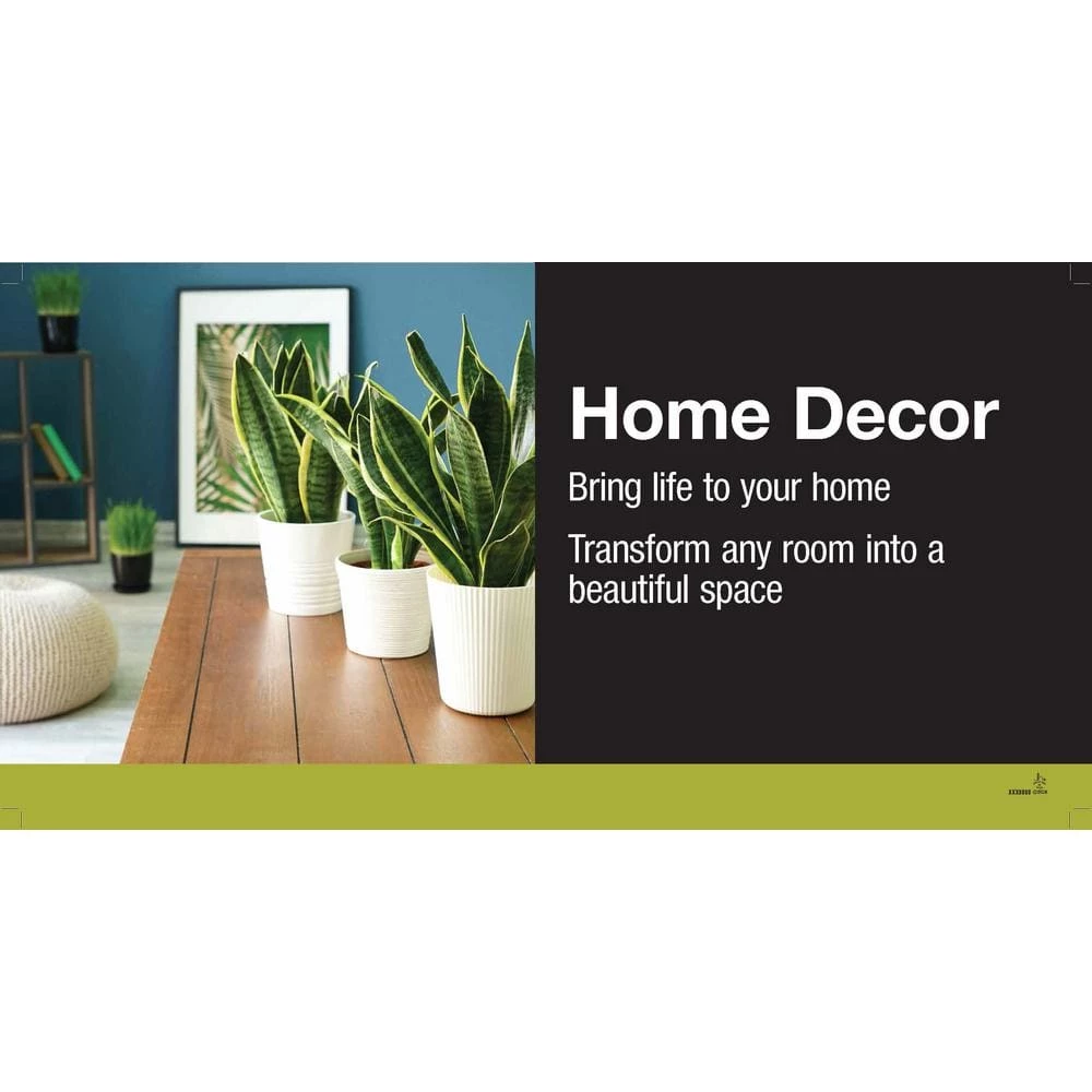 Vigoro 6 in. Ponytail Palm Indoor Plant in Small White Ribbed Plastic Decor Planter (2-Pack) 5 Vigoro 6 in. Ponytail Palm Indoor Plant in Small White Ribbed Plastic Decor Planter (2-Pack) - Image 3