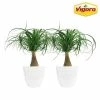 Vigoro 6 in. Ponytail Palm Indoor Plant in Small White Ribbed Plastic Decor Planter (2-Pack) 2 Vigoro 6 in. Ponytail Palm Indoor Plant in Small White Ribbed Plastic Decor Planter (2-Pack) -VIGORO Store vigoro indoor plants co pony 3 vi wh 64 1000